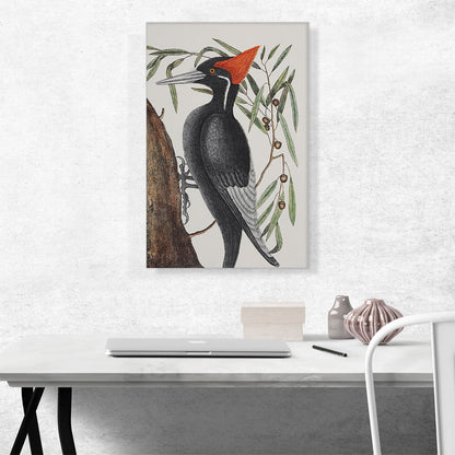 White-Billed Woodpecker