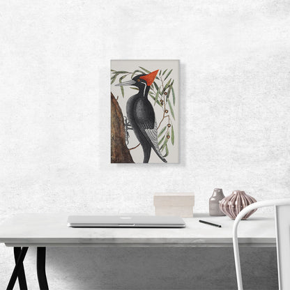 White-Billed Woodpecker