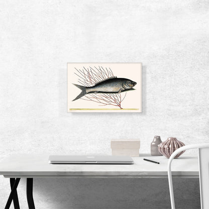 Bone Fish