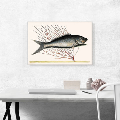 Bone Fish