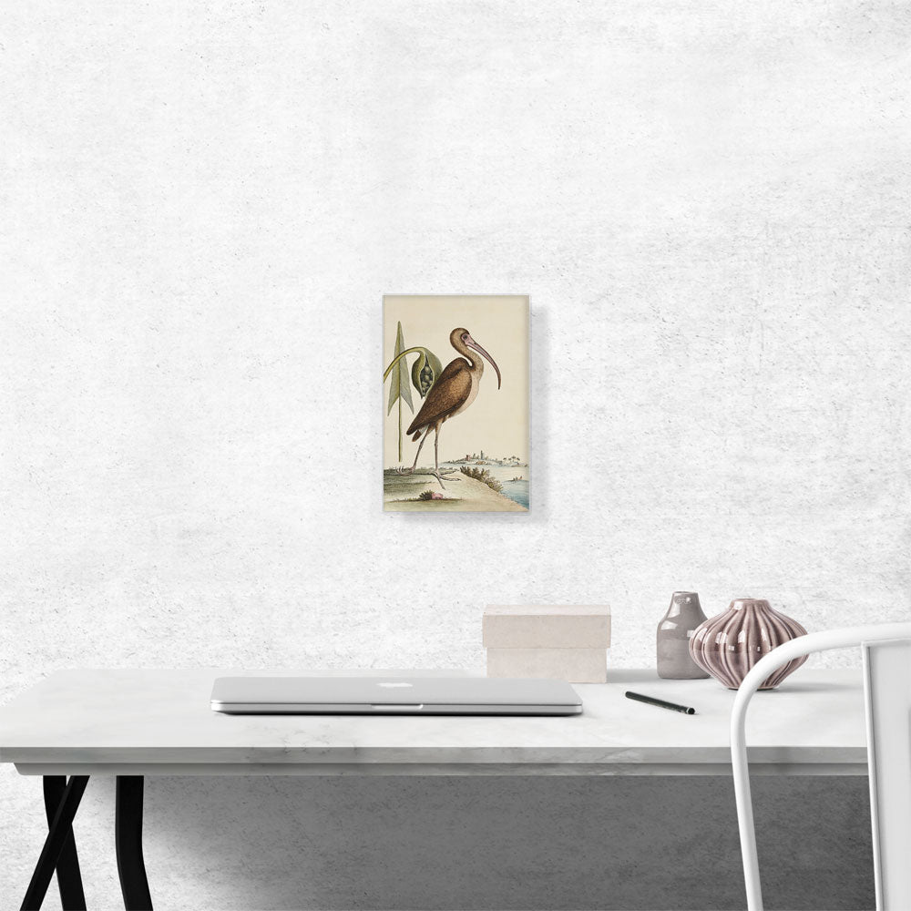 Brown Curlew