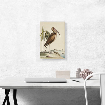 Brown Curlew