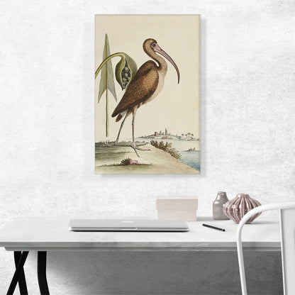 Brown Curlew