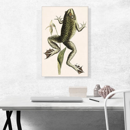 Bull Frog