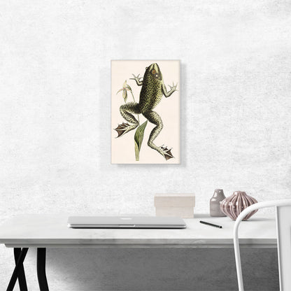 Bull Frog