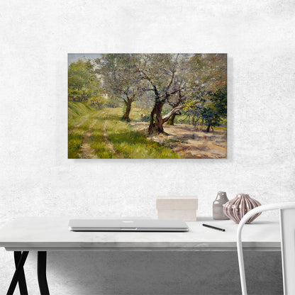 The Olive Grove 1901