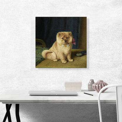 A Prize Winning Chow Chow