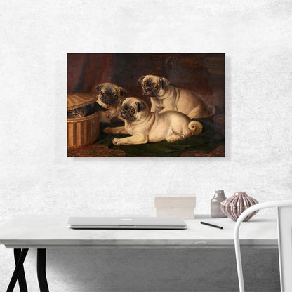 Peeping At The Pugs