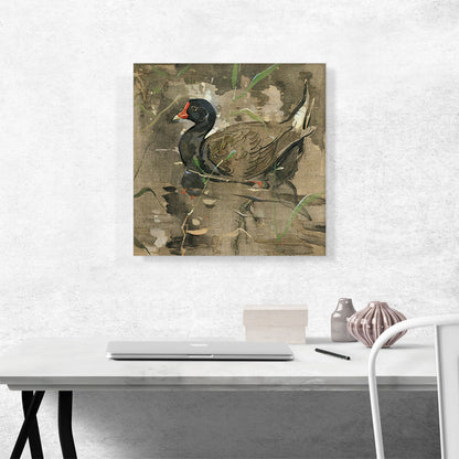 The Moorhen