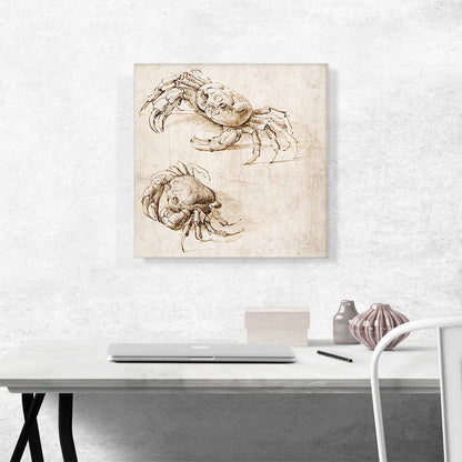Studies of Crabs