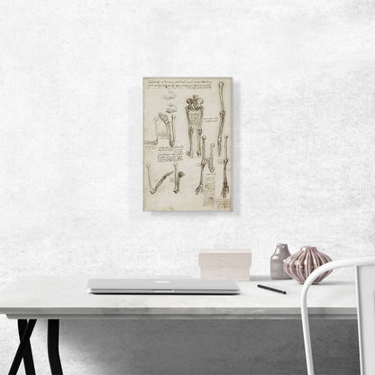 Studies of the Human Body - Bones of the Arm and Leg