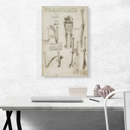 Studies of the Human Body - Bones of the Arm and Leg