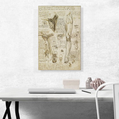 Studies of the Human Body - Leg and Pelvis