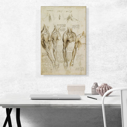 Studies of the Human Body - Muscles of the Shoulder, Arm and Neck