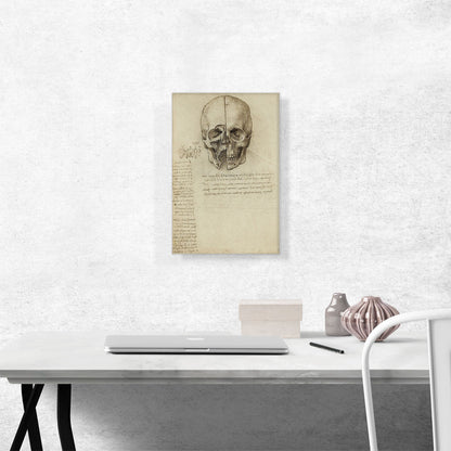 Studies of the Human Body - Skull