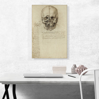 Studies of the Human Body - Skull