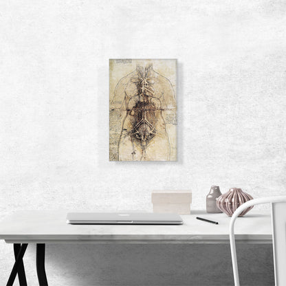 Anatomical Study 1510