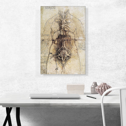 Anatomical Study 1510