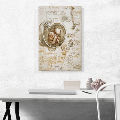 Studies of the Human Body - Study of a Foetus in the Womb 1510