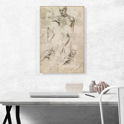 Studies of the Human Body - Superficial Anatomy of the Shoulder and Neck 1510