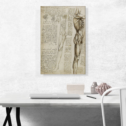 Studies of the Human Body - The Muscles of the Leg