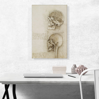 Studies of the Human Body - The Skull
