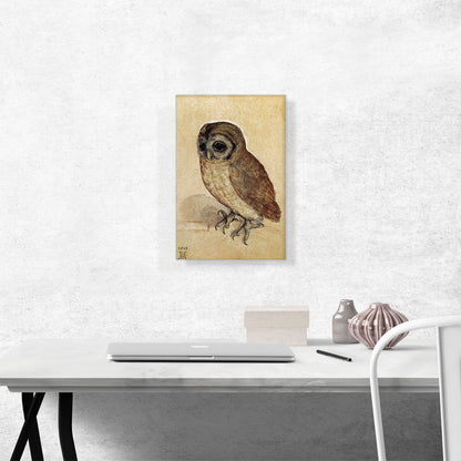 The Little Owl-1506