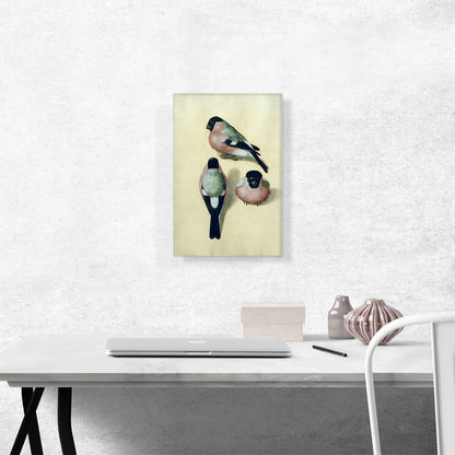 Three Studies of a Bullfinch