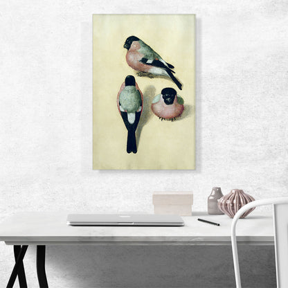 Three Studies of a Bullfinch