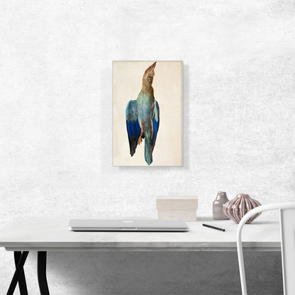 Dead Bluebird - Blue Roller 1512