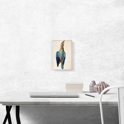 Dead Bluebird - Blue Roller 1512