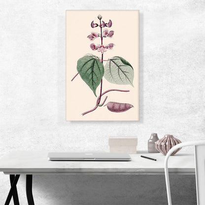 Hyacinth Bean Vine
