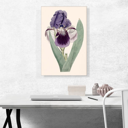 Iris Flower