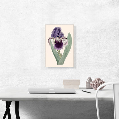 Iris Flower