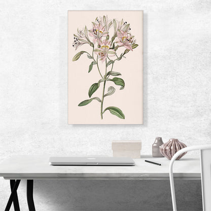Lily Flower