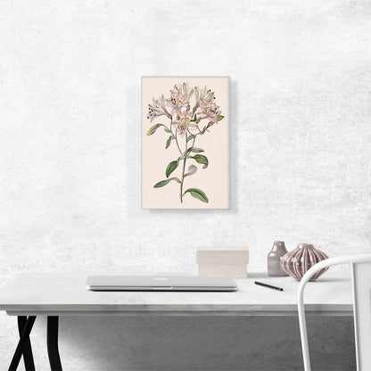 Lily Flower
