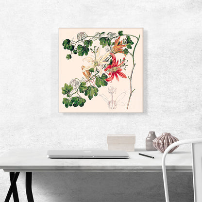 Passion Flower Passionfruit 1817
