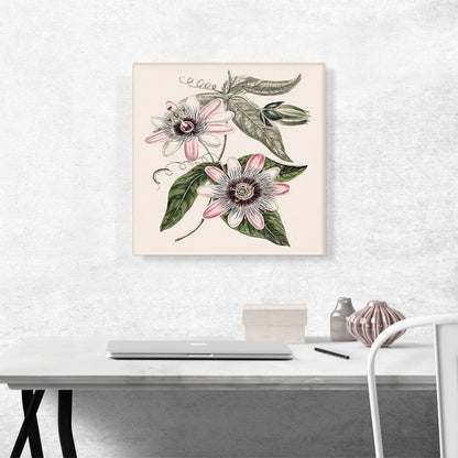 Passion Flower