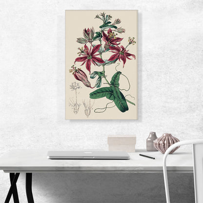 Passion Flowers 1815