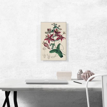 Passion Flowers 1815
