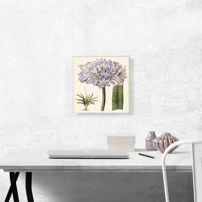Purple Flowers
