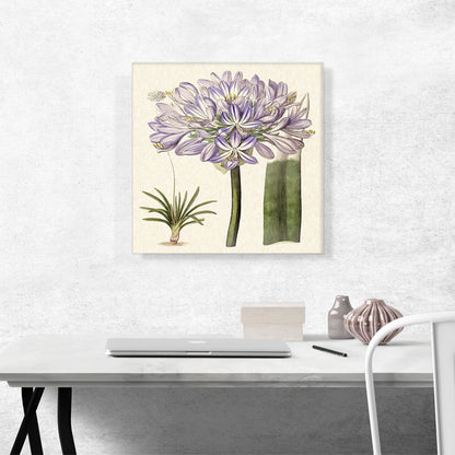 Purple Flowers