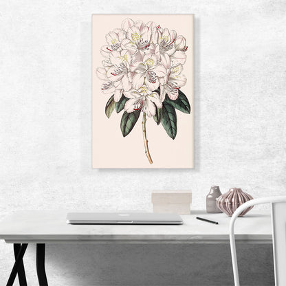 Rhododendron Flower 1843