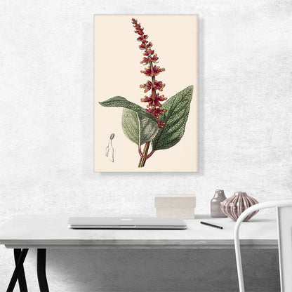 Salvia Confertiflora 1839