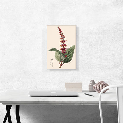 Salvia Confertiflora 1839
