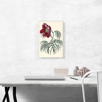 Tenuifolia Peony Flower 1828