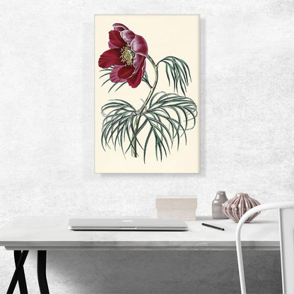 Tenuifolia Peony Flower 1828