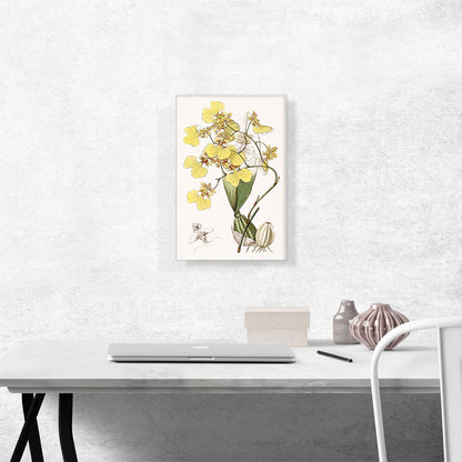 Yellow Orchid Flowers 1843