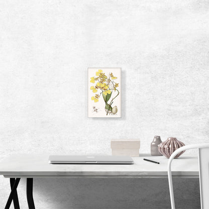 Yellow Orchid Flowers 1843