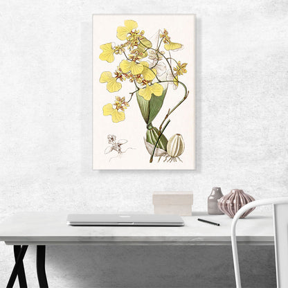 Yellow Orchid Flowers 1843